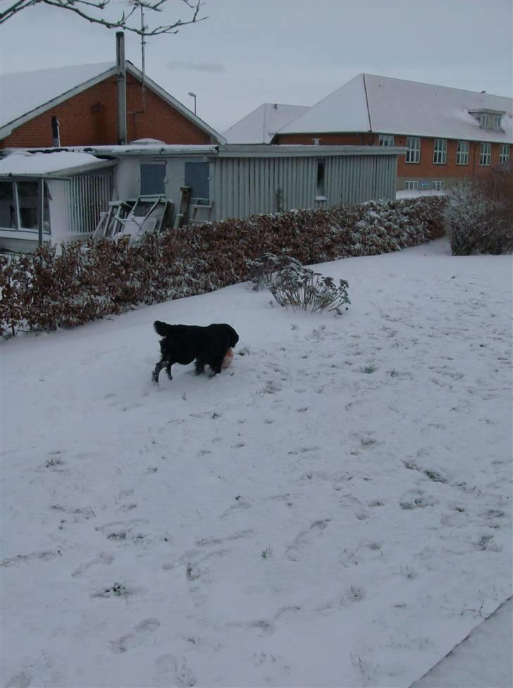 Blanding af racer Bamse - Bamse i sneen 5 *NYT* billede 9