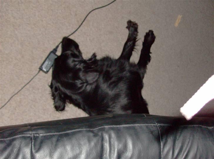 Blanding af racer Bamse - He he, Bamse under sofaen ;o) *NYT* billede 14