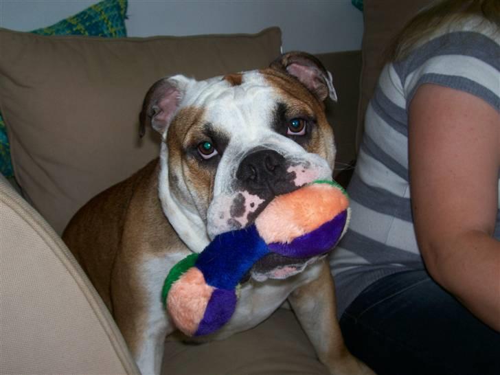 Engelsk bulldog Chester - Se mit nye legetøj  billede 11