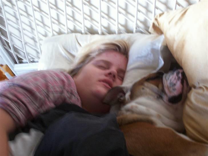 Engelsk bulldog Chester - Chester sover rigtig godt sammen med mor billede 12