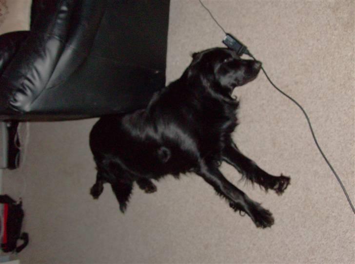 Blanding af racer Bamse - Det er hårdt at være hund her i huset ;o) *NYT* billede 16