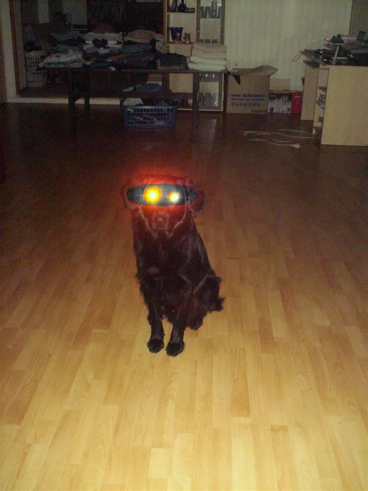 Blanding af racer Bamse - Uuhh, I´m an alien *NYT* billede 17