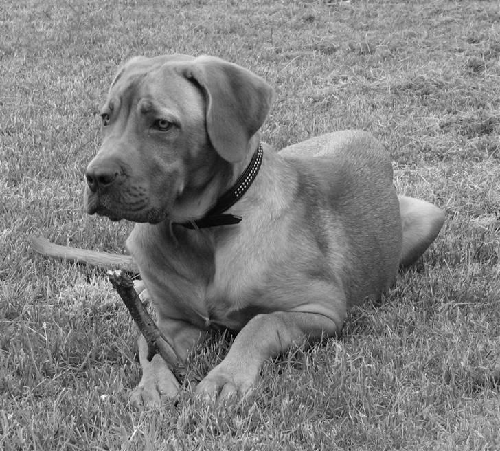 Blanding af racer Nova billede 9