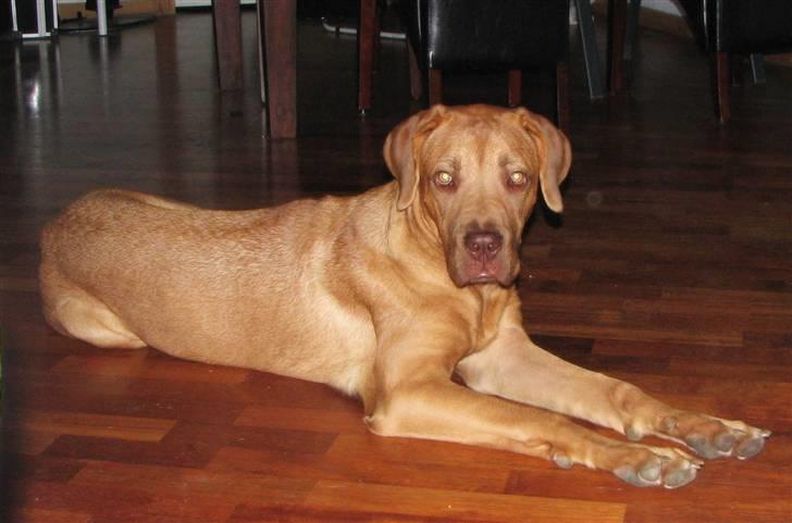 Blanding af racer Nova billede 10