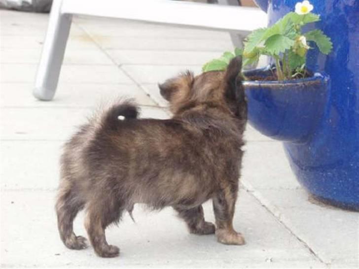 Chihuahua Alfie - JORDBÆR... mon de er modne?? billede 6