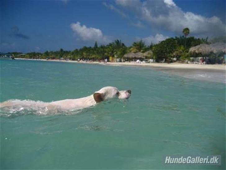 Chihuahua Guadalupe (Lupe) - Lupe lever livet paa West Bay stranden paa Roatan, Honduras  billede 12