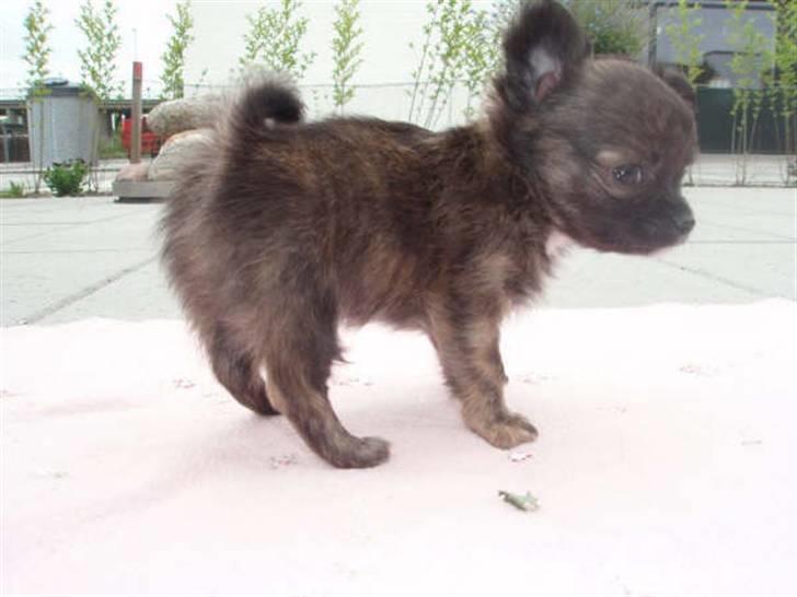 Chihuahua Alfie - ja.. jeg kan sagtens stå pænt - se... billede 7