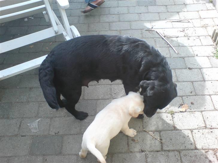 Labrador retriever Rolex - Rolex siger farvel til sin mor... som var ved at være træt af ham og de andre billede 13