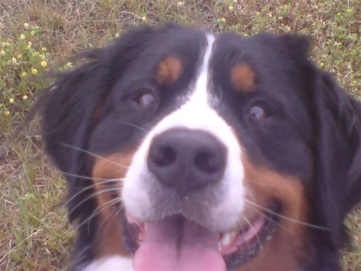 Berner sennenhund Shacia - Øj har kun været hos far og mor i 3 dage - nu skal der bare leges *ss* billede 1