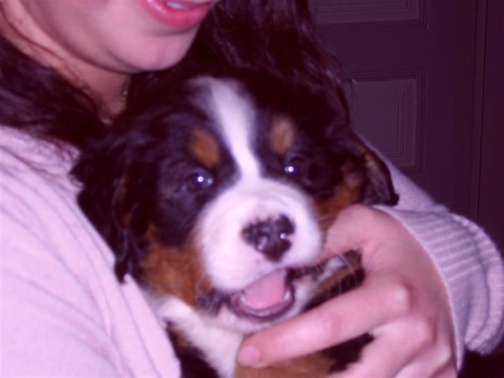 Berner sennenhund Shacia - GNASK GNASK billede 2