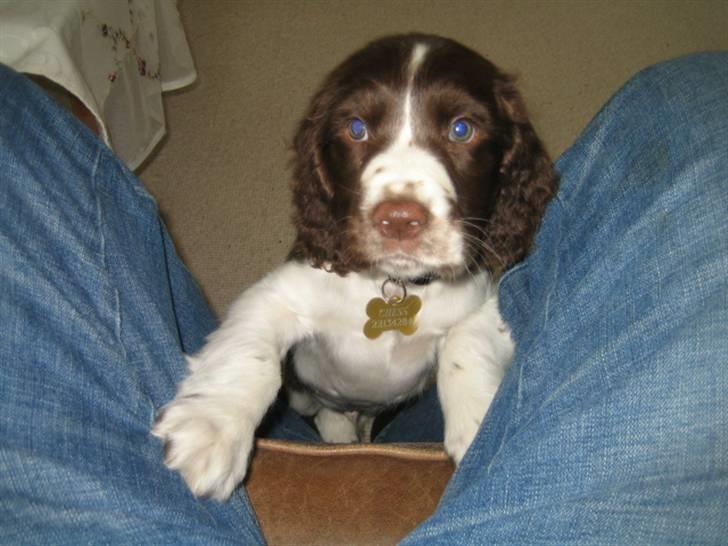 Engelsk springer spaniel Chess billede 1