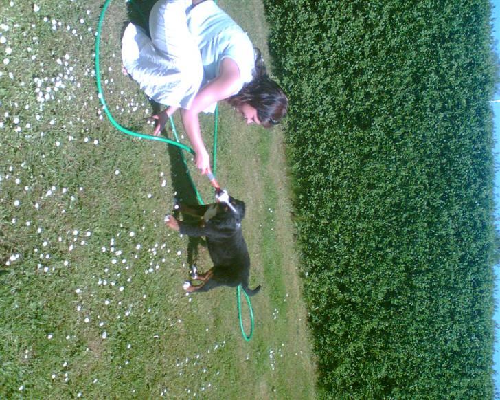 Berner sennenhund Shacia - Pyha... Det er godt nok varmt, med den pels, godt mor har taget vandet med *hihi* billede 3