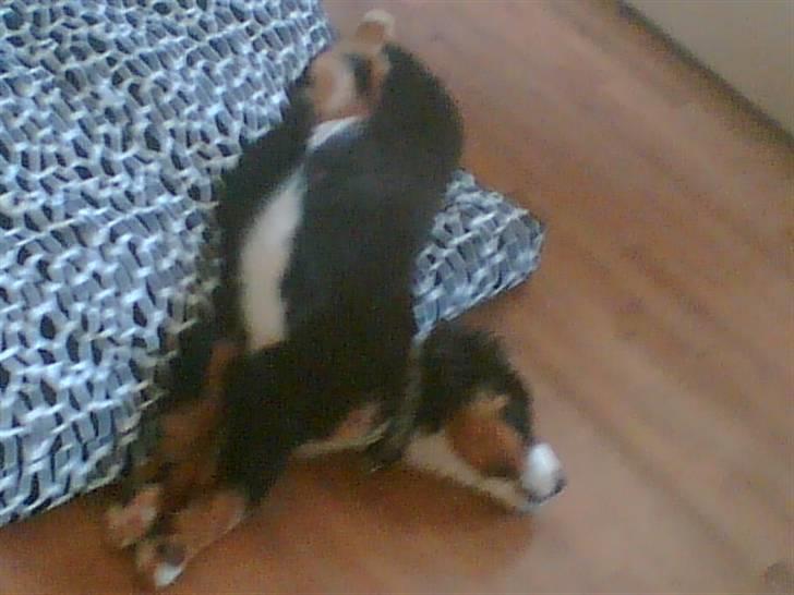 Berner sennenhund Shacia - ZZZZZ  billede 4