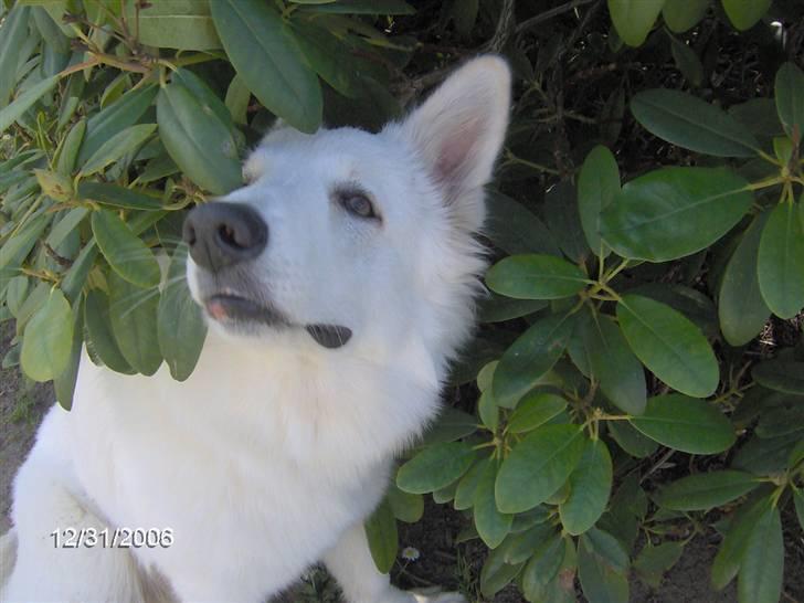 Hvid schæfer Lady - Lady under vores Rhodendron billede 2