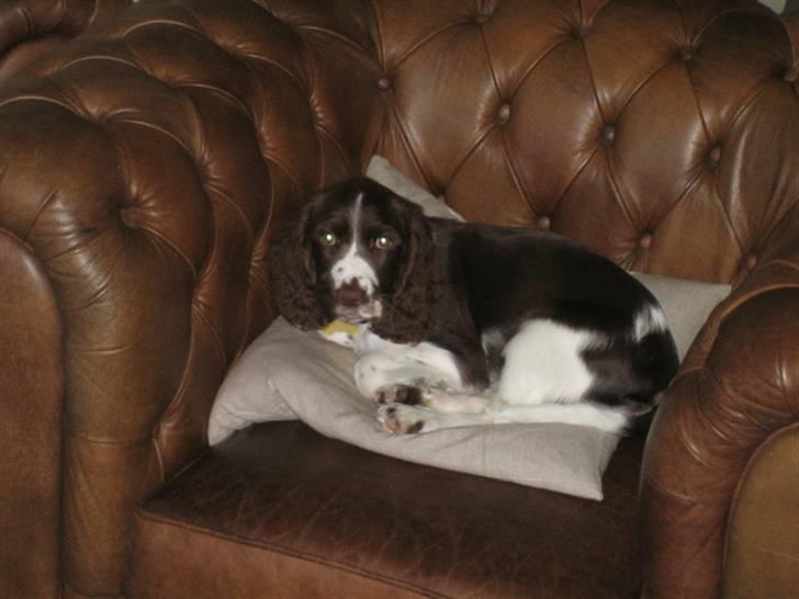 Engelsk springer spaniel Chess billede 2