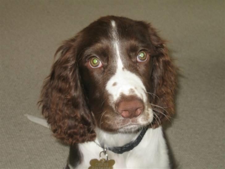 Engelsk springer spaniel Chess billede 3