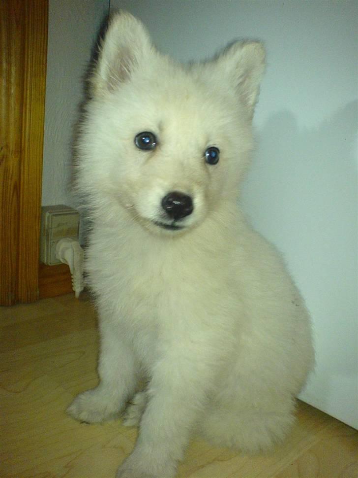 Hvid schæfer Lady - det er da vi lige havde fået hende billede 3