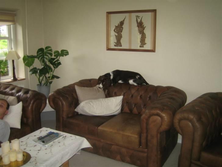 Engelsk springer spaniel Chess billede 4