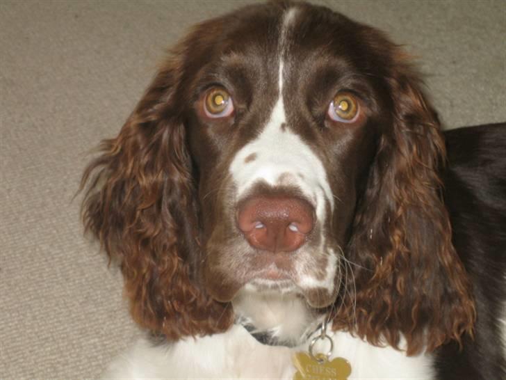 Engelsk springer spaniel Chess billede 5