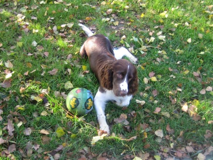 Engelsk springer spaniel Chess billede 6