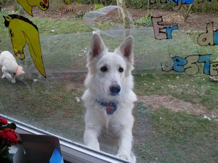 Hvid schæfer Lady - det er lady der står og kigger ind af mit vindue  billede 5