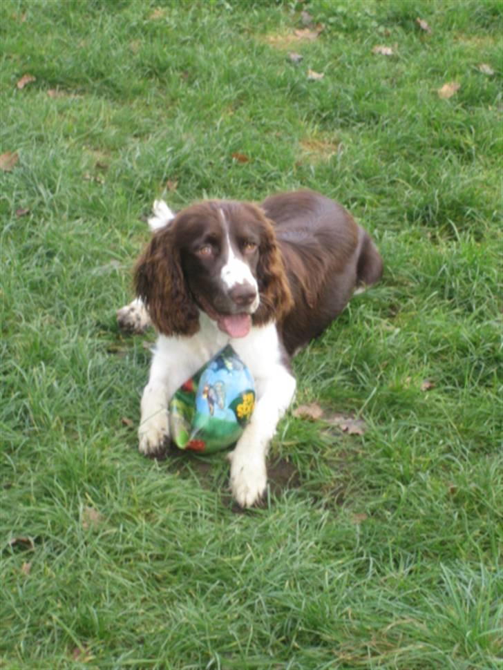Engelsk springer spaniel Chess billede 7