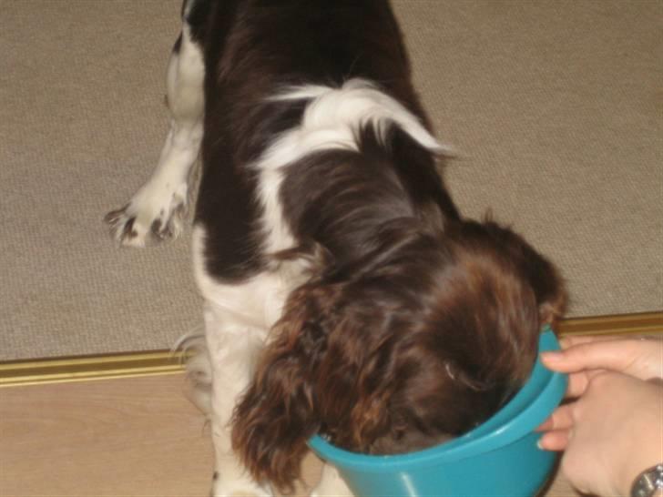 Engelsk springer spaniel Chess billede 8