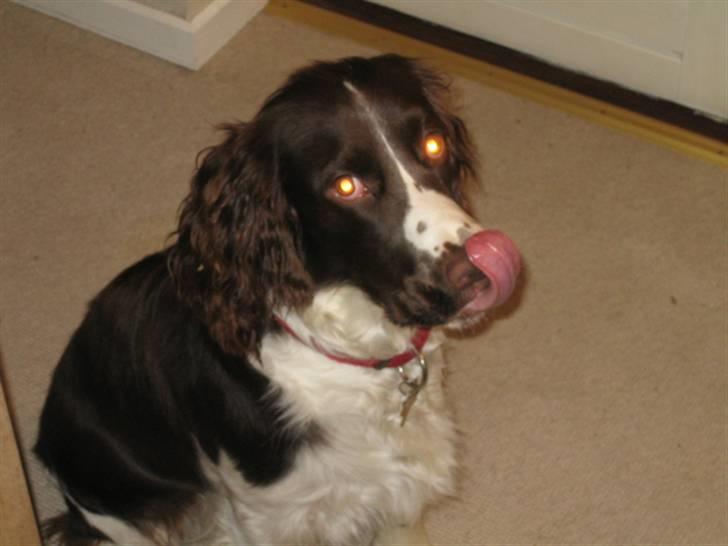 Engelsk springer spaniel Chess billede 9