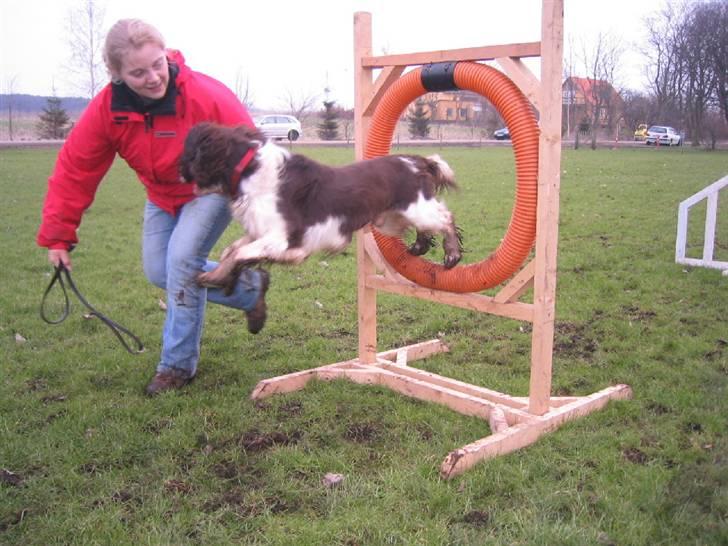 Engelsk springer spaniel Chess billede 10