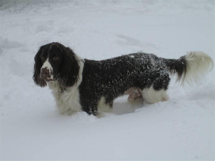 Engelsk springer spaniel Chess billede 11