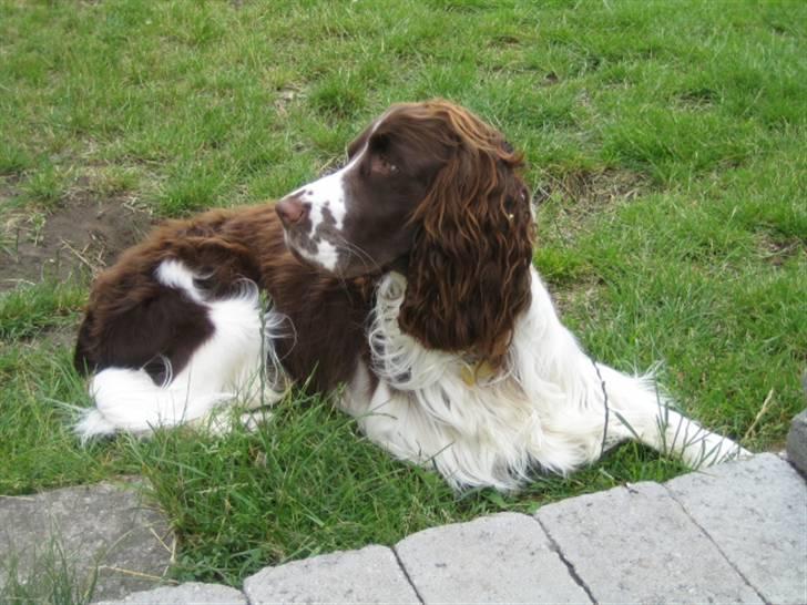 Engelsk springer spaniel Chess billede 12
