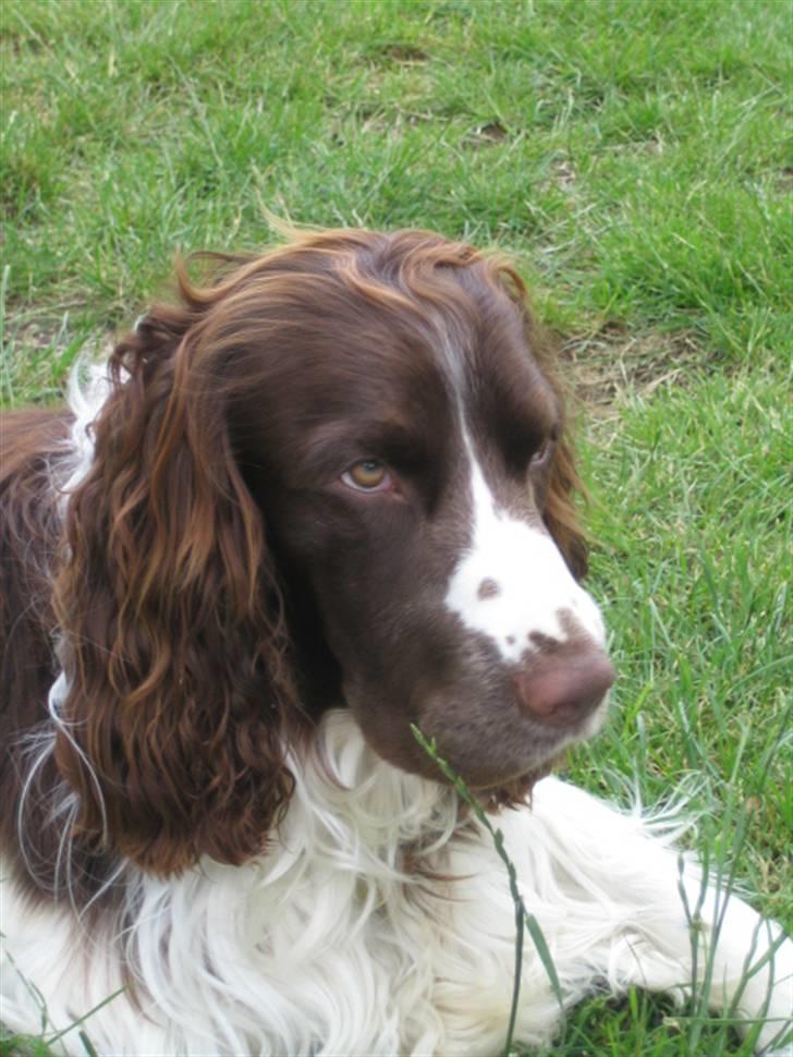 Engelsk springer spaniel Chess billede 13