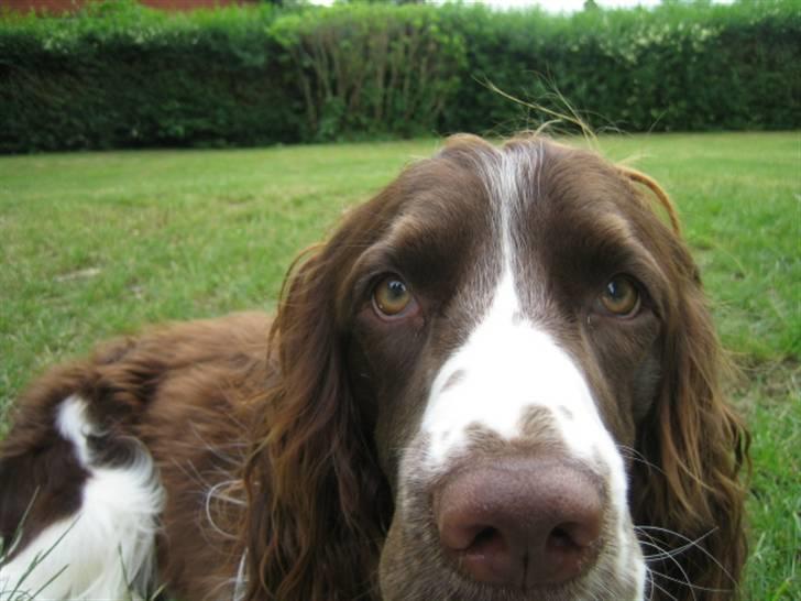 Engelsk springer spaniel Chess billede 14