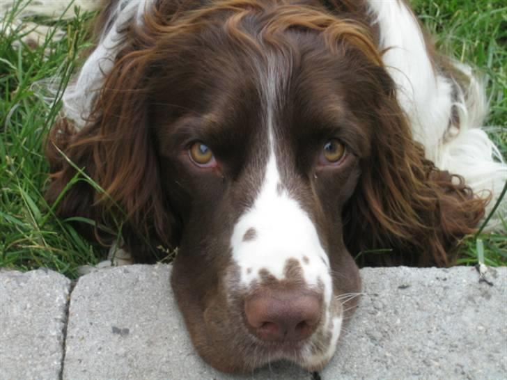 Engelsk springer spaniel Chess billede 15