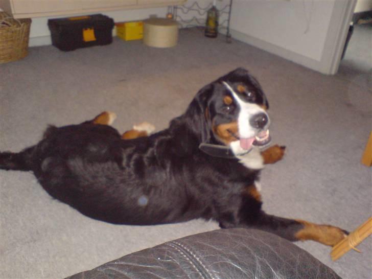 Berner sennenhund Shacia billede 5