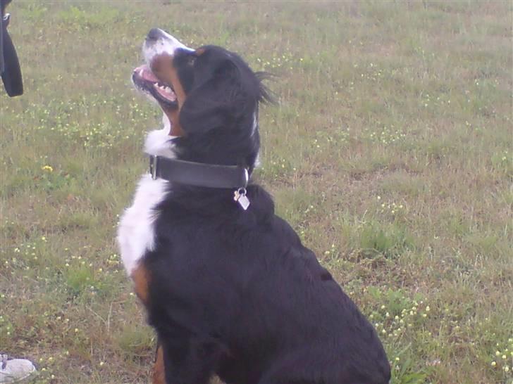 Berner sennenhund Shacia billede 6
