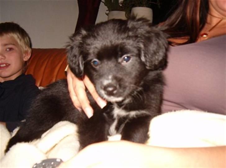 Blanding af racer Doui billede 1