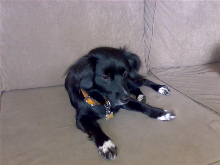 Blanding af racer Doui billede 2