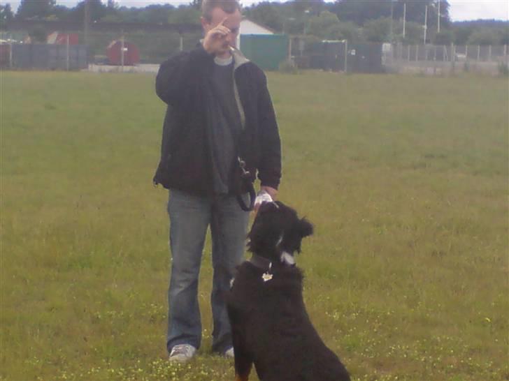 Berner sennenhund Shacia billede 7