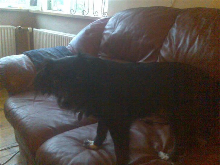 Blanding af racer Doui billede 4