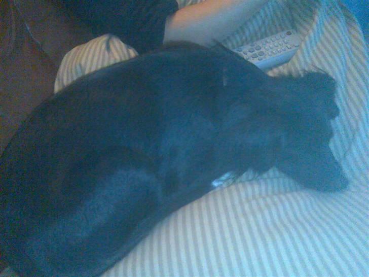 Blanding af racer Doui billede 5