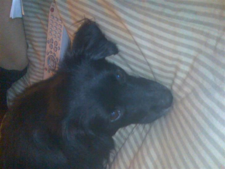 Blanding af racer Doui billede 6