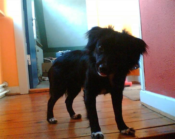 Blanding af racer Doui billede 7