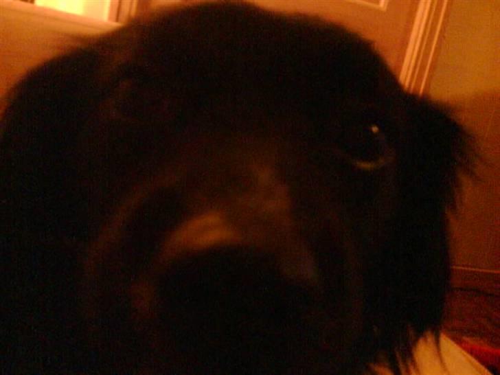 Blanding af racer Doui billede 8