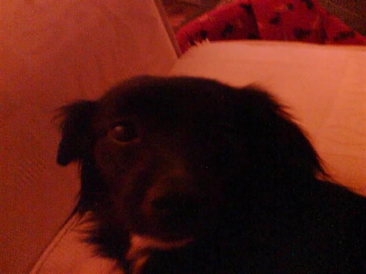 Blanding af racer Doui billede 9