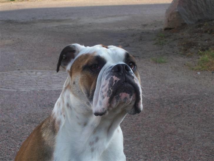 Engelsk bulldog Chester - Close up på Chester billede 13