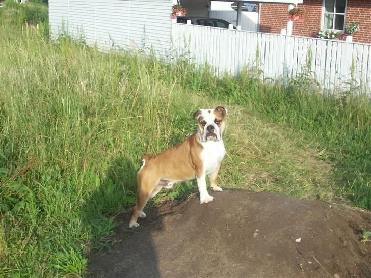 Engelsk bulldog Chester - Flot stilling  billede 14