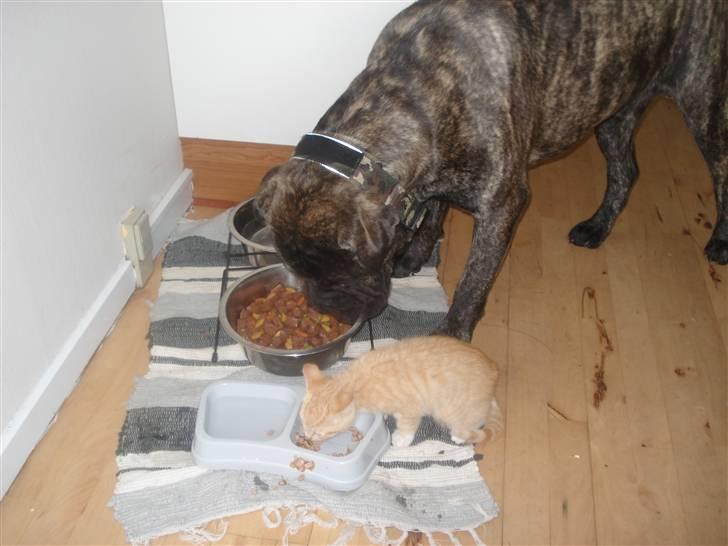 Bullmastiff Buller (DØD)7mdr 2012 - Bullers nye ven.. Futte. :o) billede 10