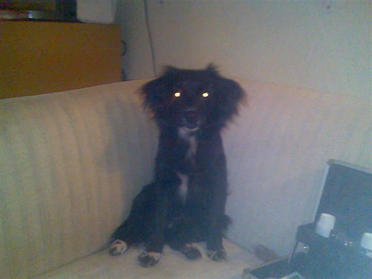 Blanding af racer Doui billede 10