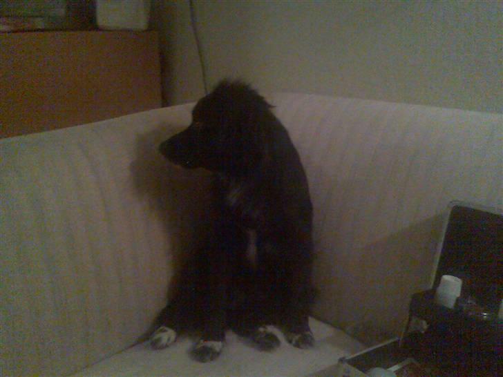 Blanding af racer Doui billede 11